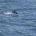 Dolphin en route to Channel Islands