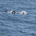 Dolphin pod escort for RV Shearwater